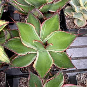 Agave bovicornuta 'Mariposa'