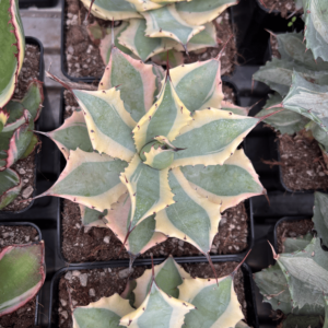Agave potatorum 'Blue winds' Super wide
