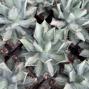 Agave isthmensis 'Lonkie'