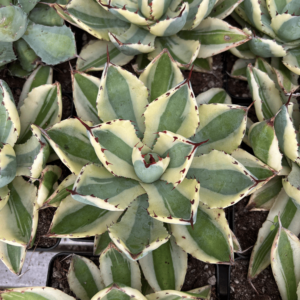 Agave potatorum 'Supercrown'
