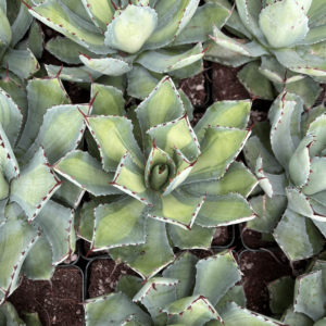Agave potatorum 'Kisshokan' lime mediopicta