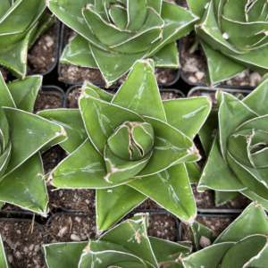Agave victoriae reginae 'Super wide'