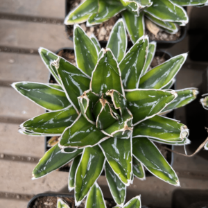 Agave victoriae reginae 'Kizan'
