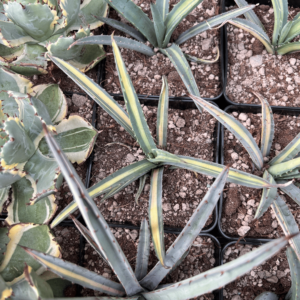 Agave macroacantha mediopicta