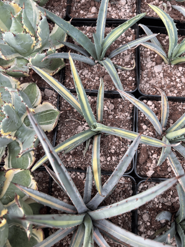 Agave macroacantha mediopicta