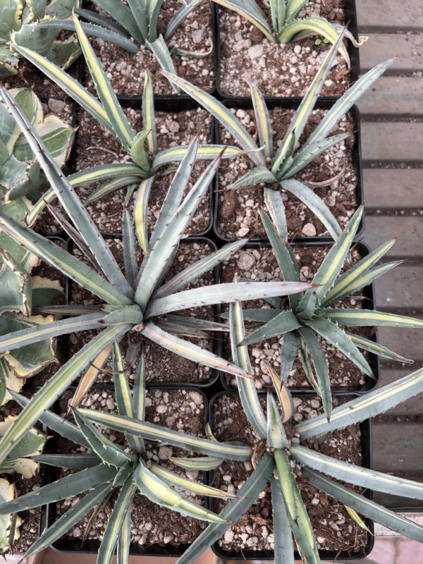 Agave macroacantha mediopicta