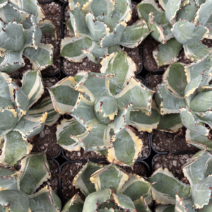 Agave isthmensis 'Kabutogani'