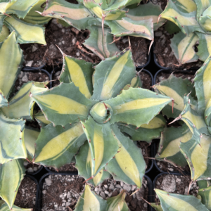 Agave 'Emperor of Fire'