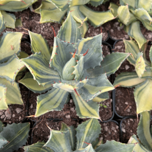 Agave isthmensis striata