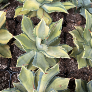 Agave isthmensis mediopicta