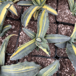 Agave salmiana ssp. Ferox variegata