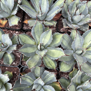 Agave parryi ssp. huachucensis 'Excelsior'