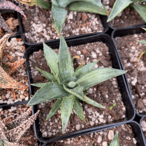 Agave simplex 'Snow Devil'